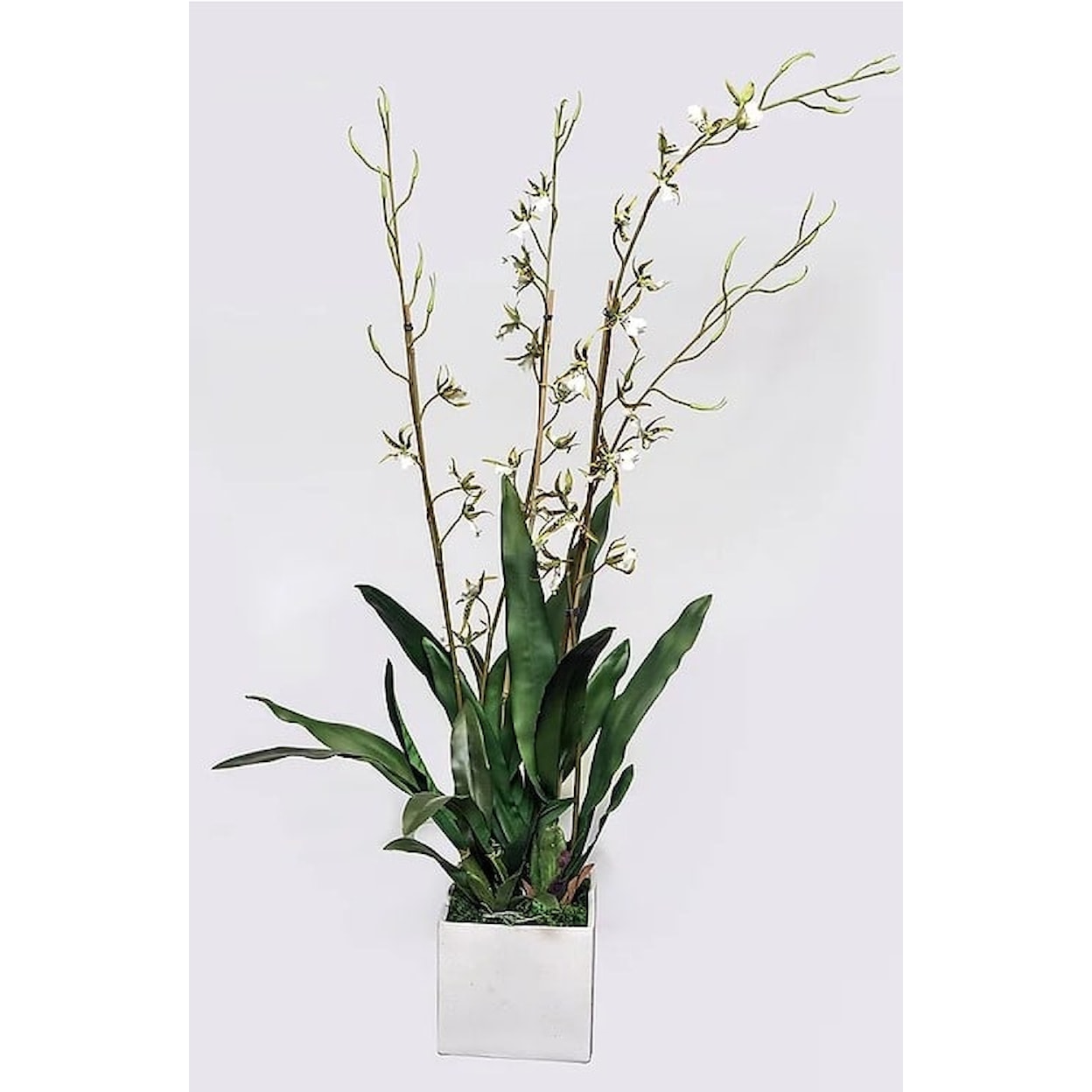 The Ivy Guild Orchids Brassia Orchid in 8" Cube 