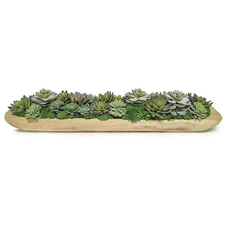 Succulent Tray