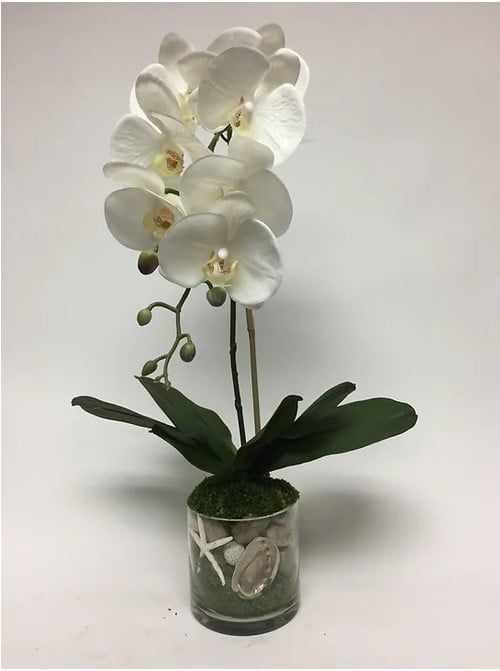 Phal w/ Shell in 5" Glass