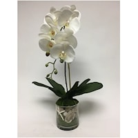Phal w/ Shell in 5" Glass