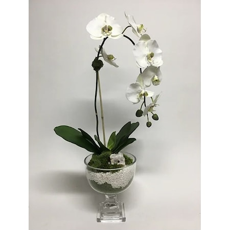 Orchid & White Rock in Glass Urn 