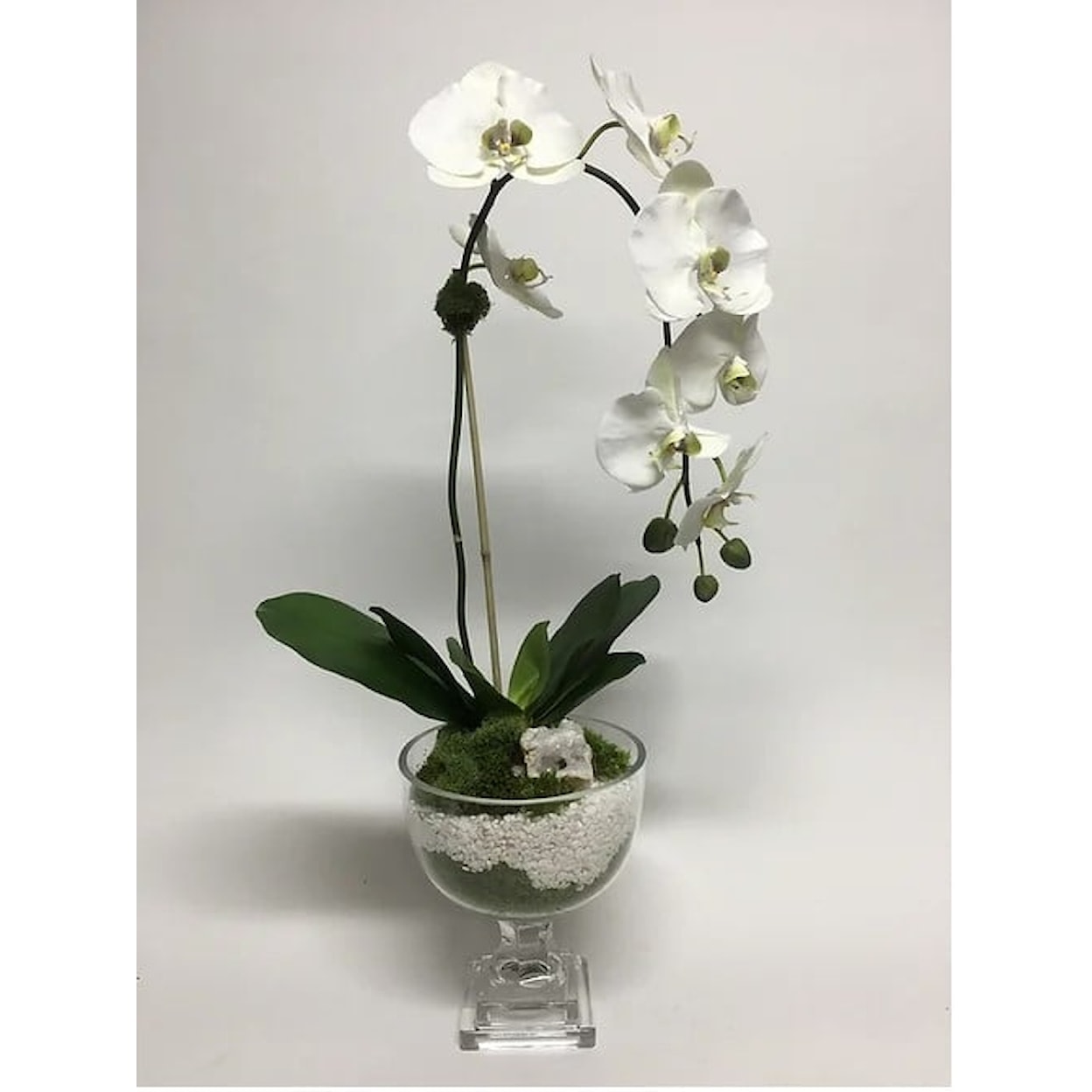 The Ivy Guild Orchids Orchid & White Rock in Glass Urn 