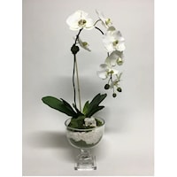 Orchid & White Rock in Glass Urn 