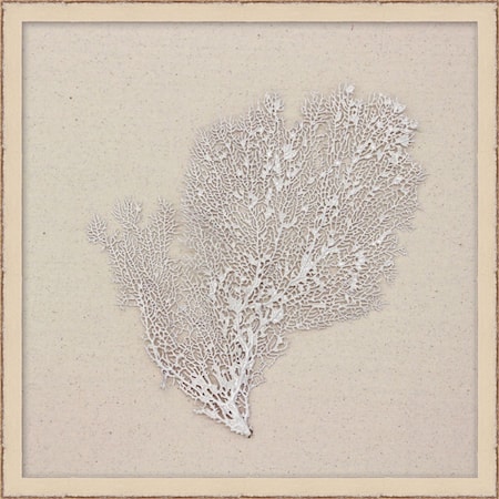 Pearl Sea Fan