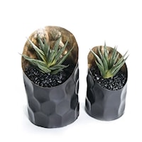S/2 Succulents in Black/Gold 