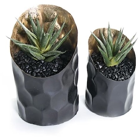 S/2 Succulents in Black/Gold 