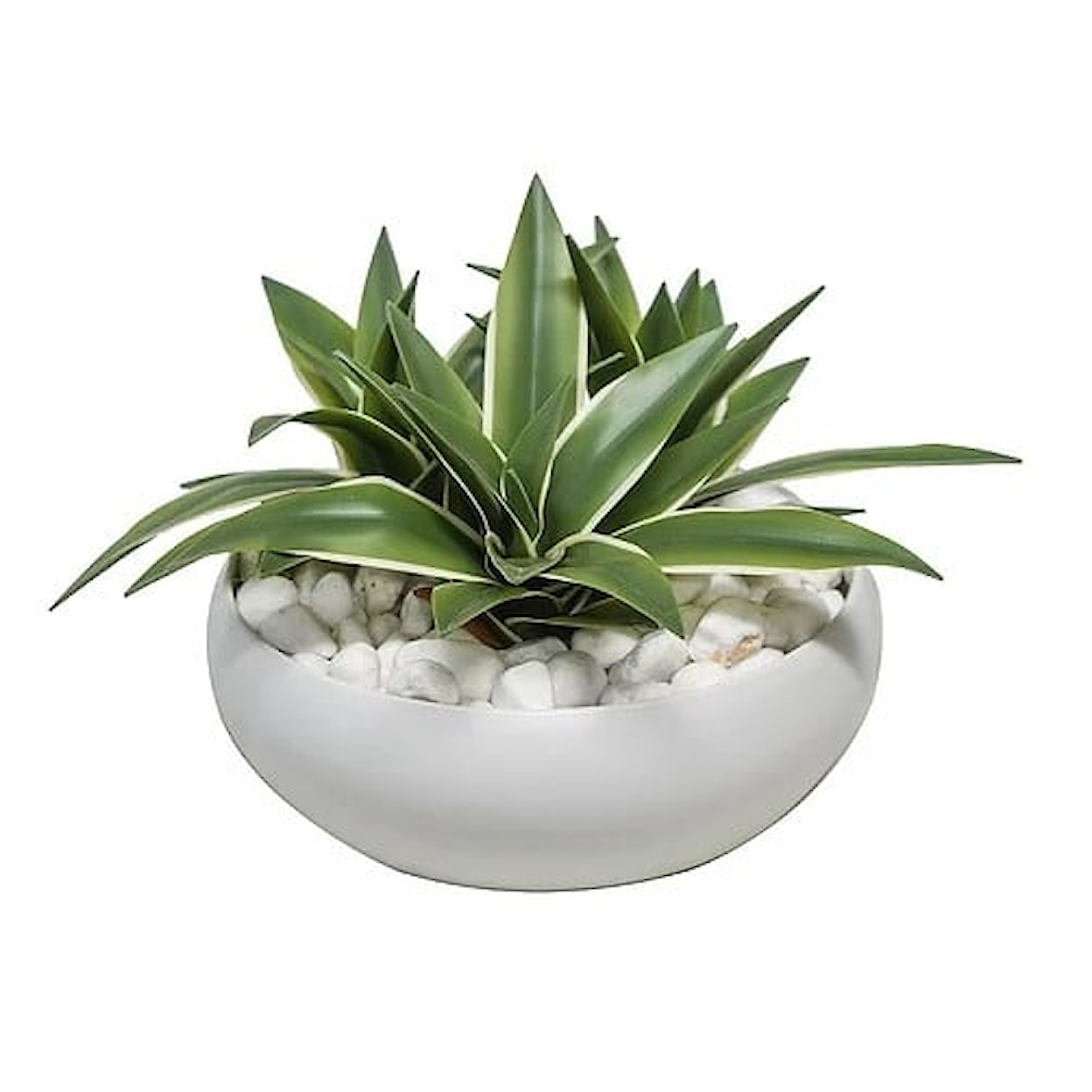 The Ivy Guild Botanicals Dracaena in White Ceramic Bowl