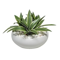 Dracaena in White Ceramic Bowl