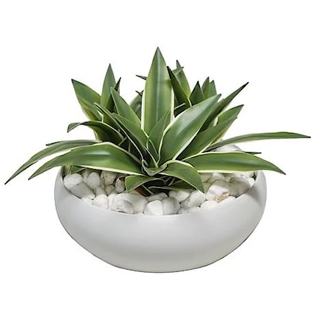Dracaena in White Ceramic Bowl