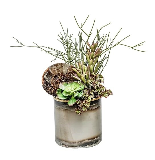 6" Tin Pot w/ Ammonite Fossile/Succulents