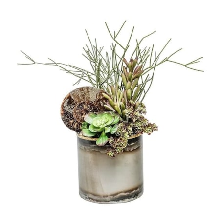 6" Tin Pot w/ Ammonite Fossile/Succulents