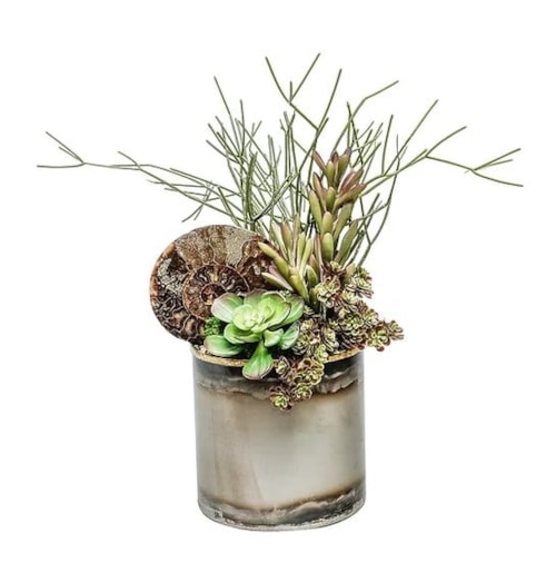 6" Tin Pot w/ Ammonite Fossile/Succulents