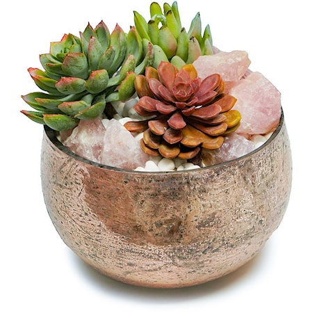 SUCCULENTS/ROSE QUARTZ IN ROSE MERCURY BOWL