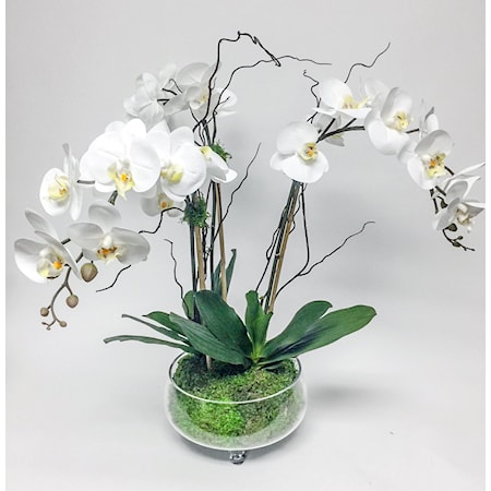 Orchids in Glass Footed Bowl