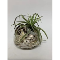 Tillandsia/Shell Glass Bowl MD