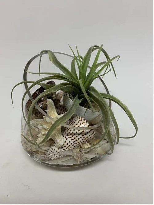 Tillandsia/Shell Glass Bowl MD
