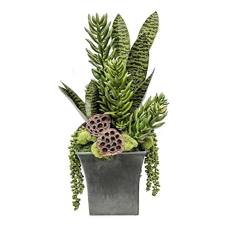Black Sq Pot W/ Tall Succulents 