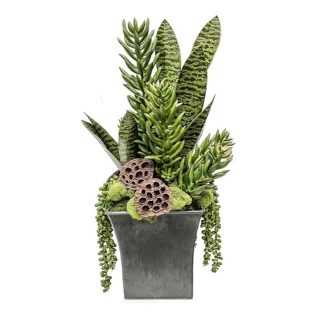 Black Sq Pot W/ Tall Succulents 