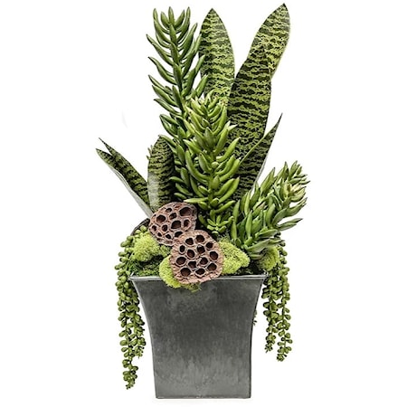 Black Sq Pot W/ Tall Succulents 