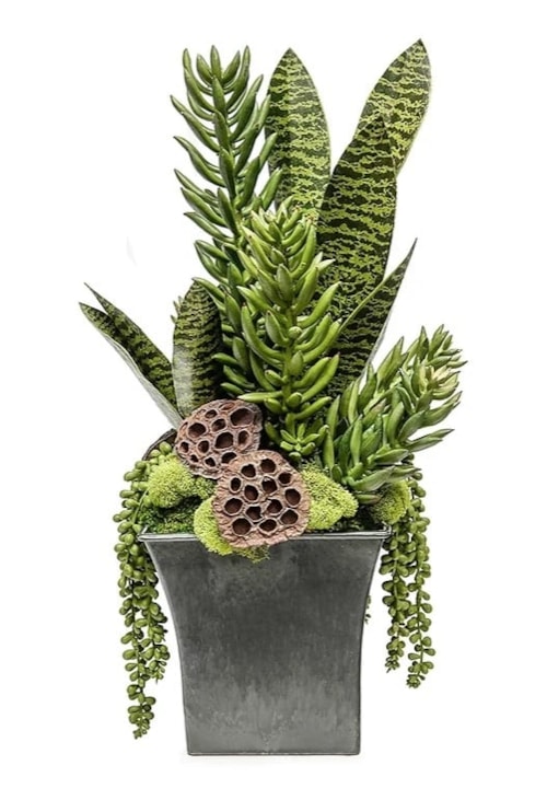 Black Sq Pot W/ Tall Succulents 