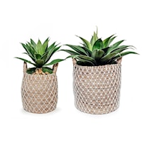 SET OF 2 AGAVE IN NETTED BASKET