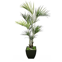 7' Kentia Palm in Zinc 