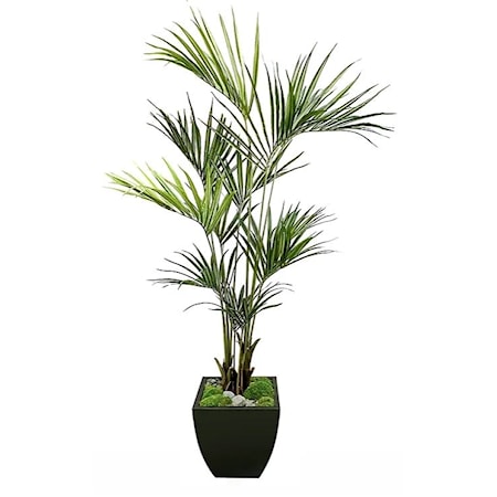 7' Kentia Palm in Zinc 