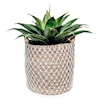 The Ivy Guild Botanicals SET OF 2 AGAVE IN NETTED BASKET