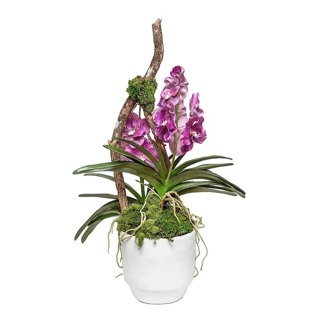 The Ivy Guild Orchids Glendale Pot With Double Vanda 