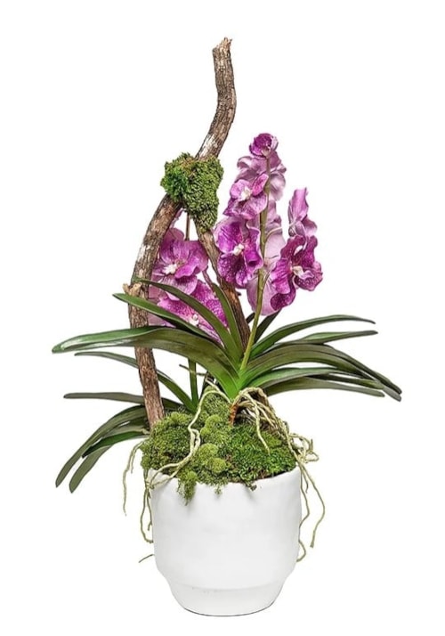 Glendale Pot With Double Vanda 