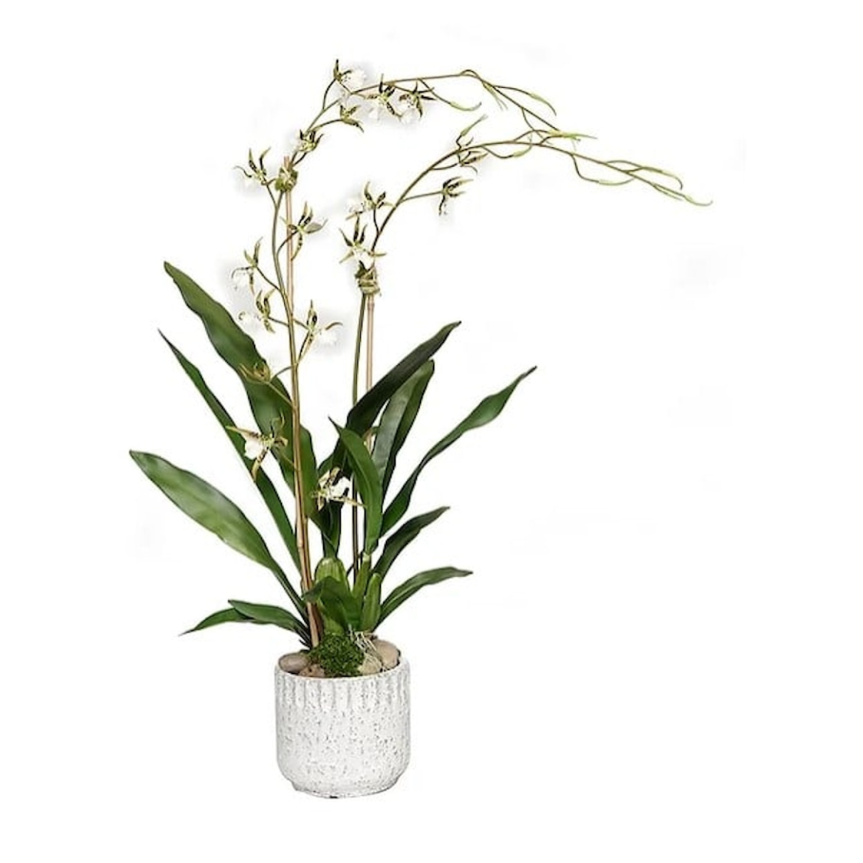 The Ivy Guild Orchids Kanab Pot with Brassia Orchid