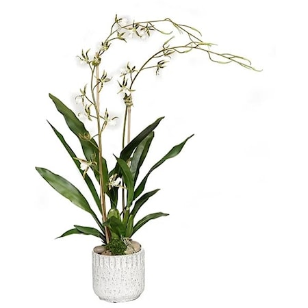 Kanab Pot with Brassia Orchid