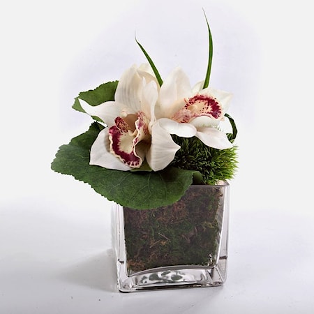 Cymbidium Orchid in 4" Glass 