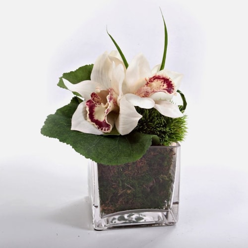 Cymbidium Orchid in 4" Glass 