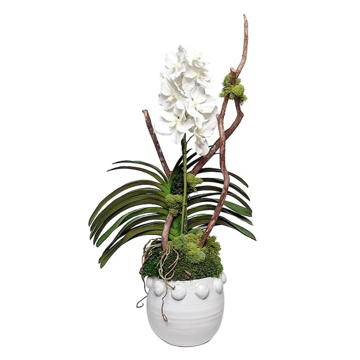 The Ivy Guild Orchids White Knob Pot w/ White Vanda Orchids 