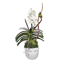 White Knob Pot w/ White Vanda Orchids 