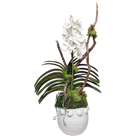 White Knob Pot w/ White Vanda Orchids 