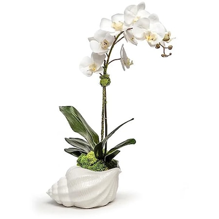 Orchid In Ceramic Conch