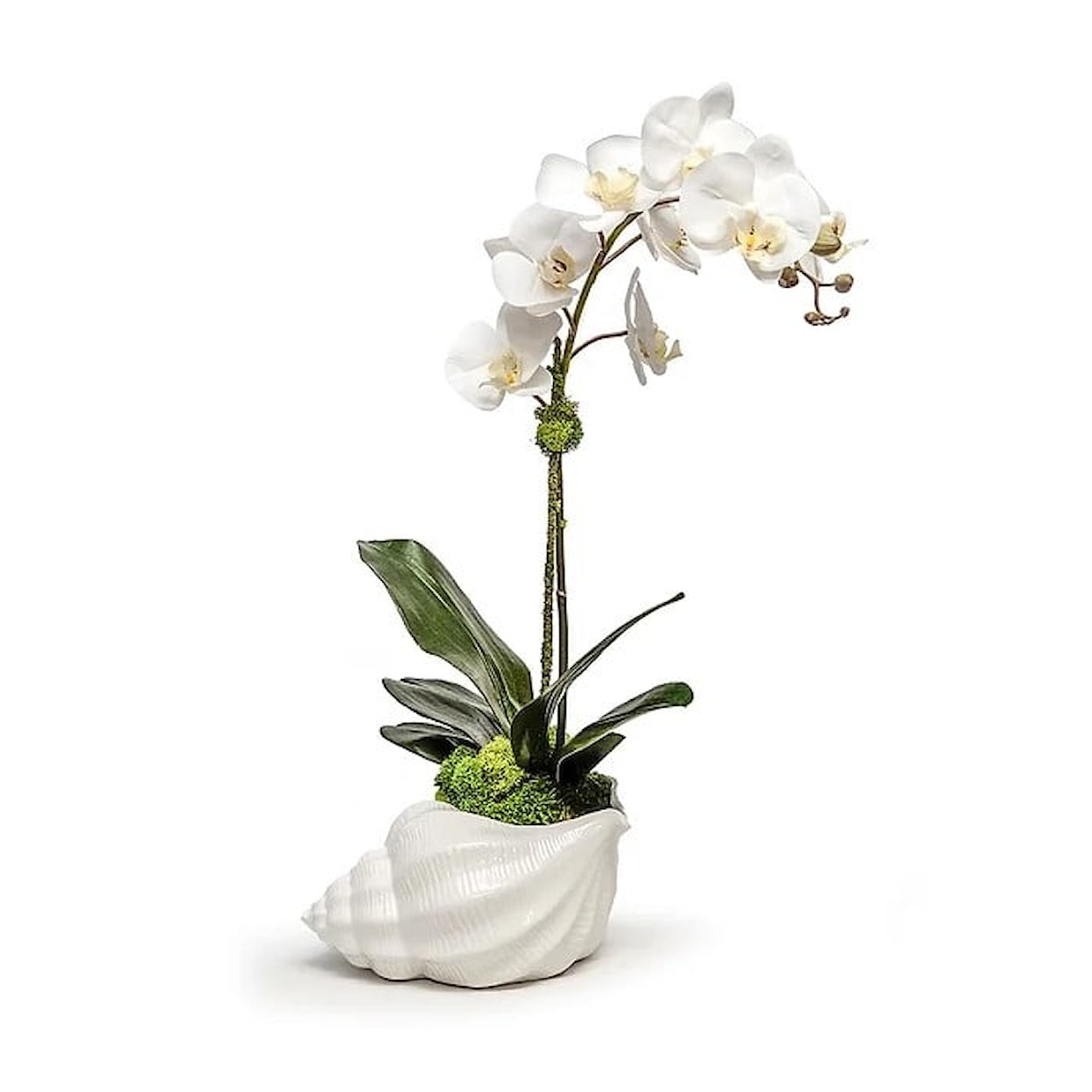 The Ivy Guild Orchids Orchid In Ceramic Conch