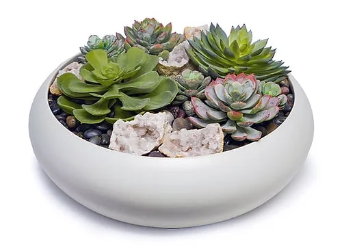 SUCCULENTS/CRYSTALS IN WHITE CERAMIC SIMPLY