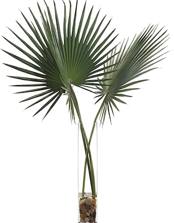 Delta Palmettos