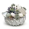 The Ivy Guild Shells Shells/Succulents in 9" Sono Bowl 