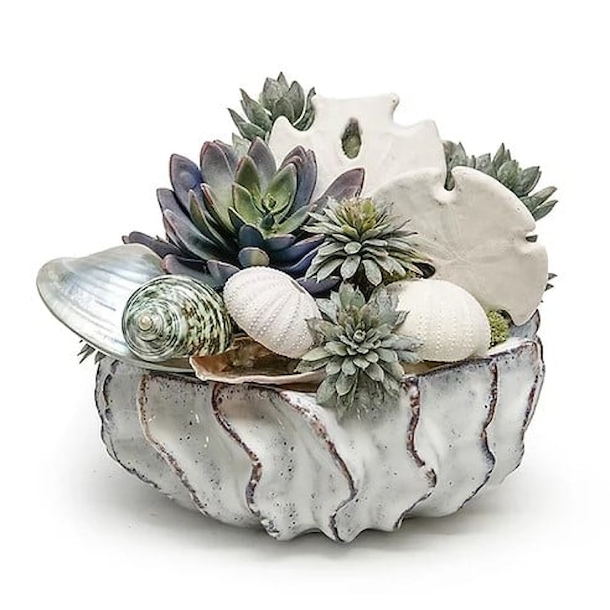 The Ivy Guild Shells Shells/Succulents in 9" Sono Bowl 