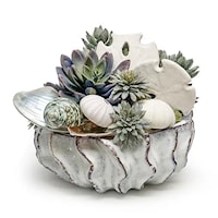 Shells/Succulents in 9" Sono Bowl 