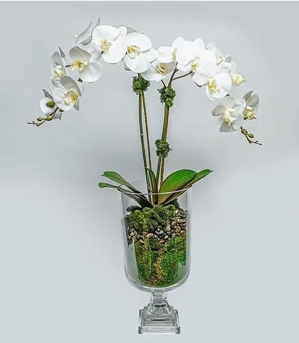 Double Orchid in Glass Urn