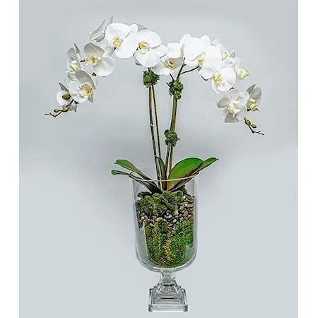 Double Orchid in Glass Urn