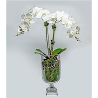 Double Orchid in Glass Urn