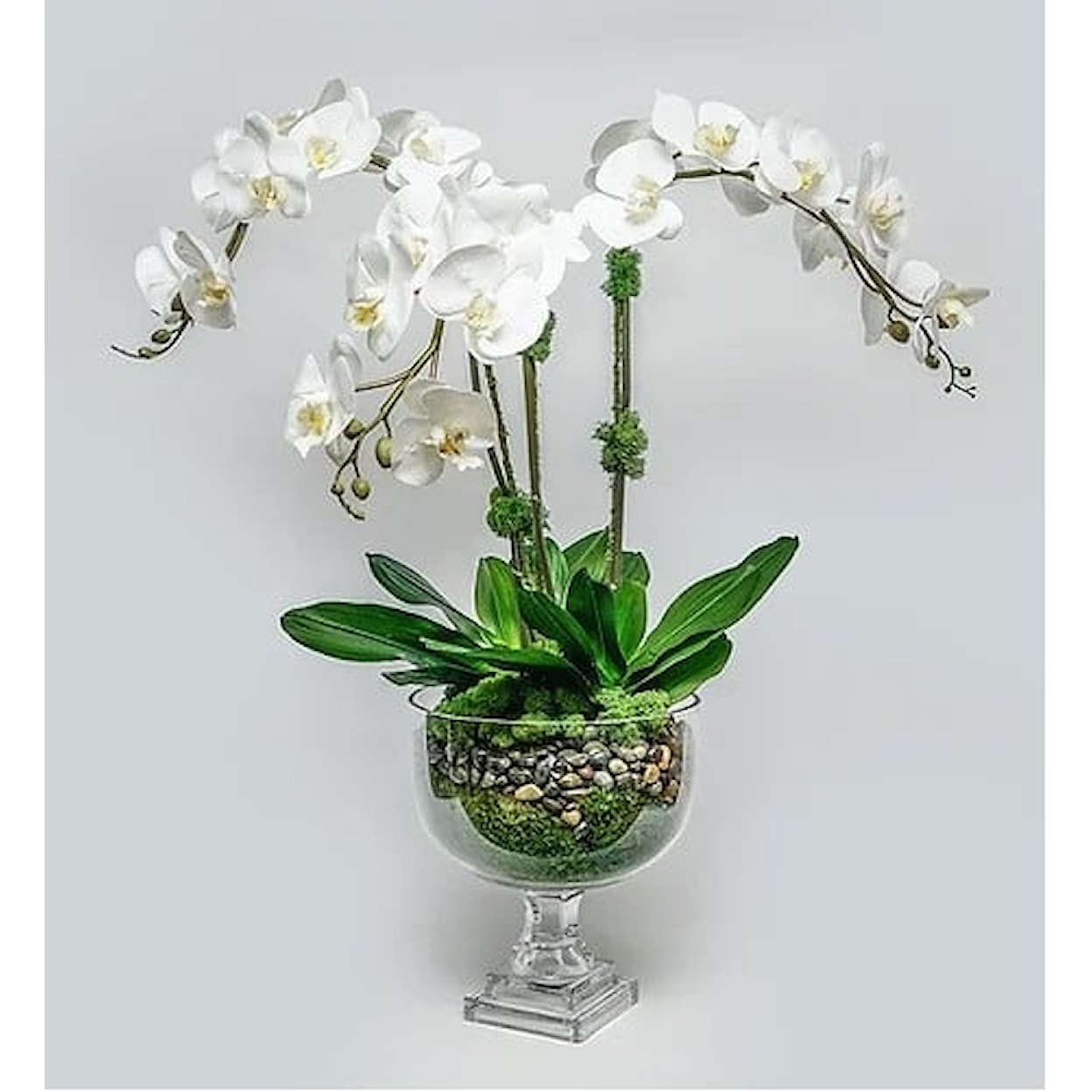 The Ivy Guild Orchids Triple Orchid in Glass Urn 