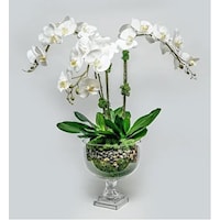 Triple Orchid in Glass Urn 