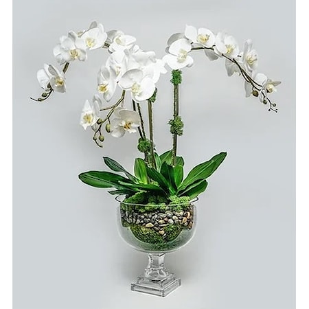 Triple Orchid in Glass Urn 